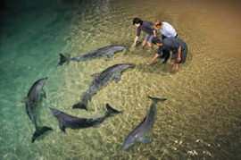 Tangalooma Wild Dolphin Resort - Accommodation Port Hedland