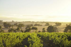 Trevelen Farm Wines - Accommodation Port Hedland